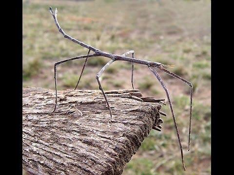 walking stick